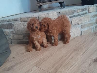 **1 pup left** Miniature Poodle Puppies in Wexford
