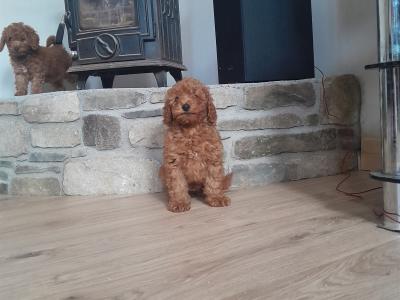 **1 pup left** Miniature Poodle Puppies in Wexford