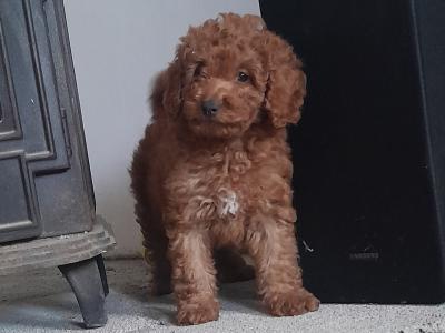 **1 puppy left** Miniature Poodle puppies in Wexford