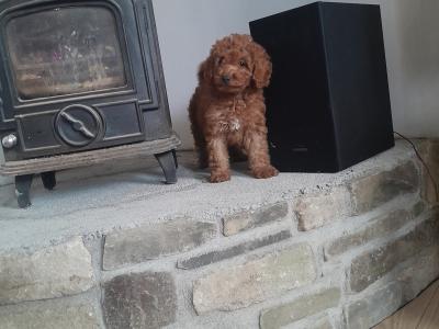 **1 pup left** Miniature Poodle Puppies in Wexford