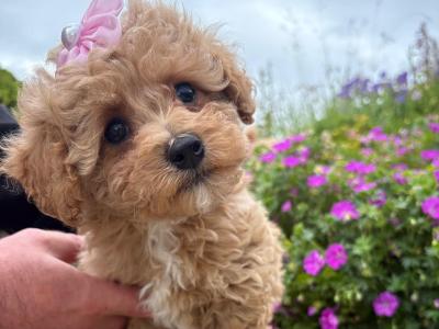 ONLY ONE FEMALE REMAINING - Stunning Maltipoo puppies in Cork are seeking their Forever Families!
