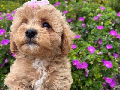 ONLY ONE FEMALE REMAINING - Stunning Maltipoo puppies in Cork are seeking their Forever Families!