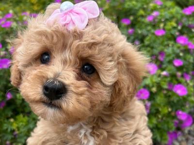 ONLY ONE FEMALE REMAINING - Stunning Maltipoo puppies in Cork are seeking their Forever Families!