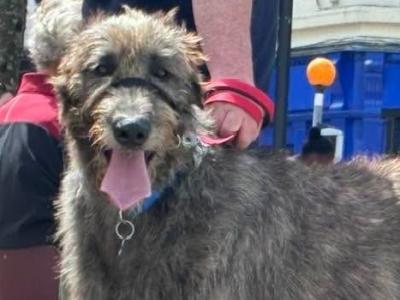 Handsome Irish Wolfhound with British bloodline.
