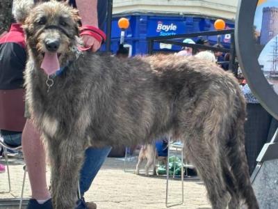 Handsome Irish Wolfhound with British bloodline.