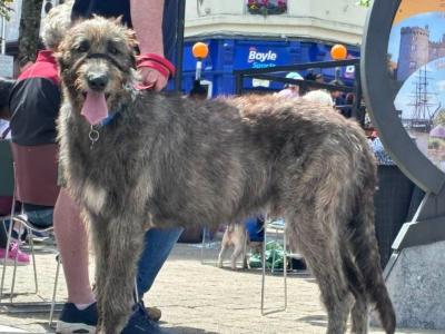 Handsome Irish Wolfhound with British bloodline.