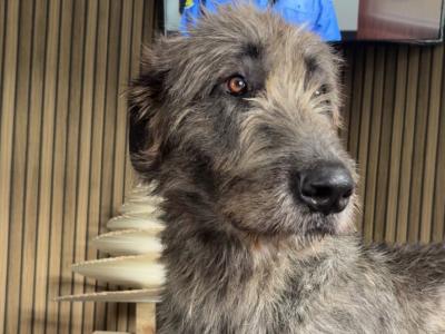 Handsome Irish Wolfhound with British bloodline.