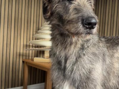 Handsome Irish Wolfhound with British bloodline.