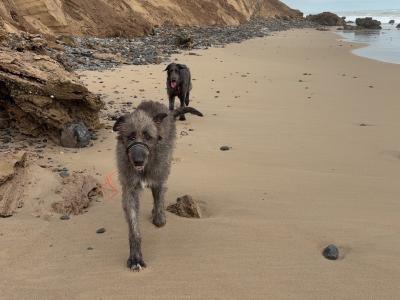 Handsome Irish Wolfhound with British bloodline.