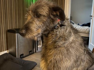 Handsome Irish Wolfhound with British bloodline.