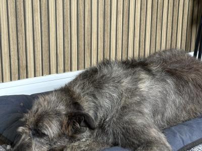 Handsome Irish Wolfhound with British bloodline.