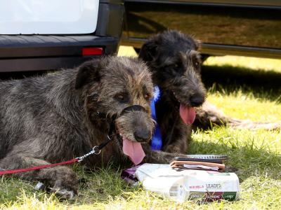 Handsome Irish Wolfhound with British bloodline.