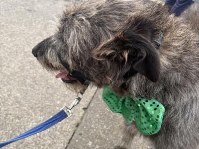 Handsome Irish Wolfhound with British bloodline.