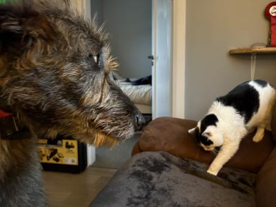 Handsome Irish Wolfhound with British bloodline.