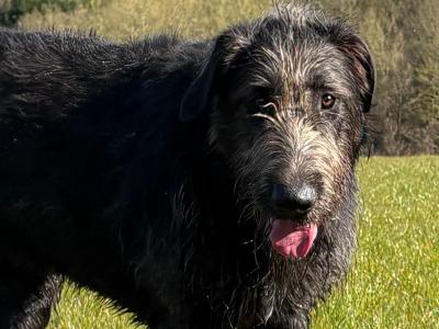 Handsome Irish Wolfhound with British bloodline.