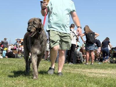 Handsome Irish Wolfhound with British bloodline.
