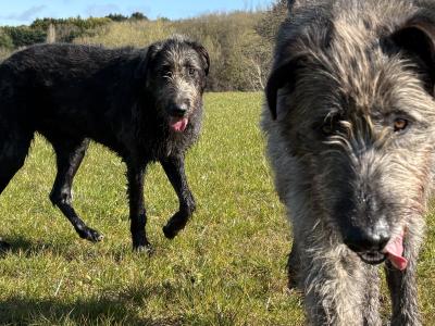 Handsome Irish Wolfhound with British bloodline.