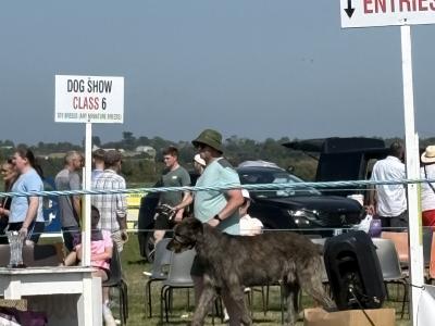 Handsome Irish Wolfhound with British bloodline.