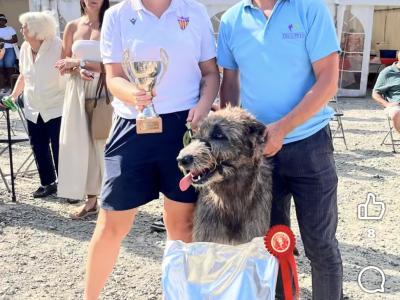 Handsome Irish Wolfhound with British bloodline.