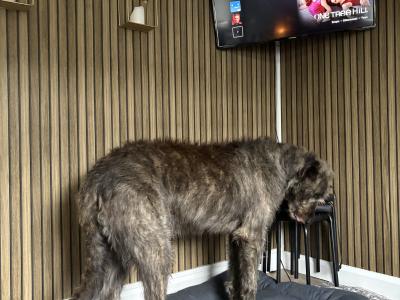 Handsome Irish Wolfhound with British bloodline.
