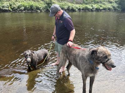 Handsome Irish Wolfhound with British bloodline.