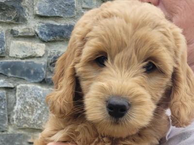 Beautiful Goldendoodle puppies in Meath €1,000
