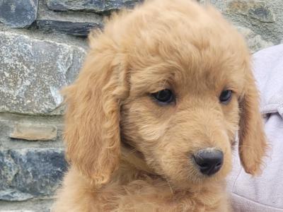 Beautiful Goldendoodle puppies in Meath €1,000