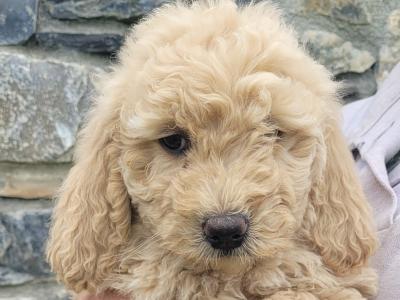 Beautiful Goldendoodle puppies in Meath €1,000