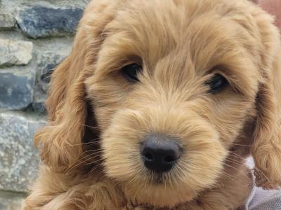 Beautiful Goldendoodle puppies in Meath €1,000