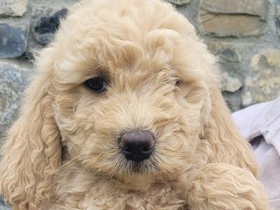 Beautiful Goldendoodle puppies in Meath €1,000