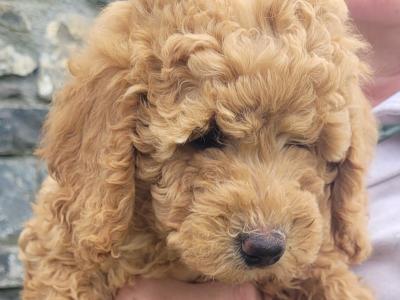 Beautiful Goldendoodle puppies in Meath €1,000