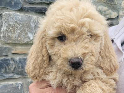 Beautiful Goldendoodle puppies in Meath €1,000
