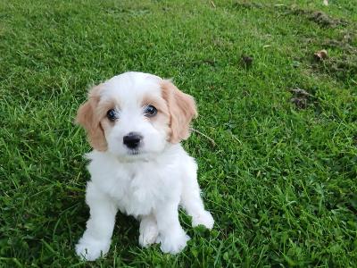 Adorable Cavachon puppies   **** 1 Female left**** in Wexford