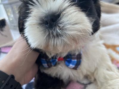 Purebred Shih Tzu puppies in Tipperary