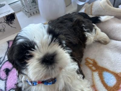 Purebred Shih Tzu puppies in Tipperary