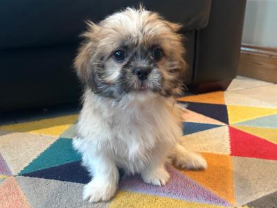 Amazing Shih Tzu puppies in Cavan