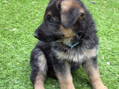 IKC Registered (pending) German Shepherd puppies – male & female available in Wicklow