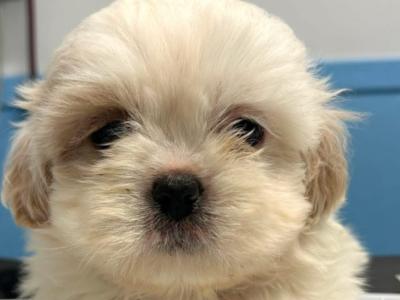 Adoreable Purebred Shih Tzu puppies in Clare