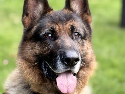 IKC Registered (pending) German Shepherd puppies – male & female available in Wicklow