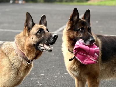 IKC Registered (pending) German Shepherd puppies – male & female available in Wicklow