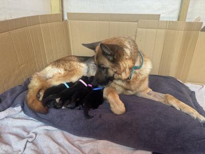 IKC Registered (pending) German Shepherd puppies – male & female available in Wicklow