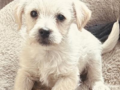 Miniature Cockapoo x puppy in Cork