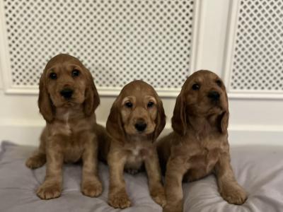 IKC Registered Golden Cocker Spaniel puppies in Monaghan