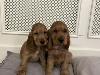 IKC Registered Golden Cocker Spaniel puppies in Monaghan