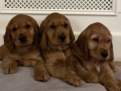 IKC Registered Golden Cocker Spaniel puppies in Monaghan