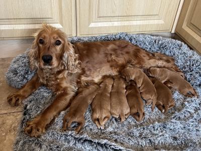 IKC Registered Golden Cocker Spaniel puppies in Monaghan