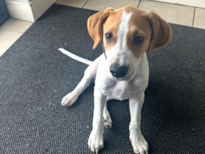 Male Cocker Spaniel X puppy in Clare