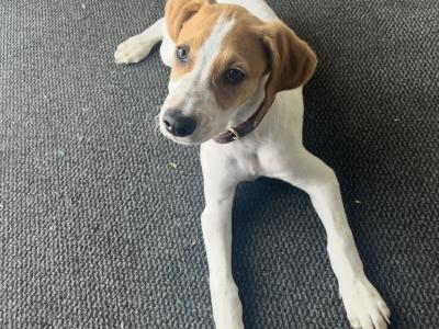 Male Cocker Spaniel X puppy in Clare