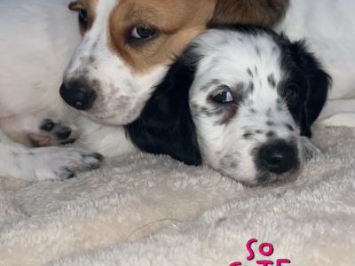 Male Cocker Spaniel X puppy in Clare