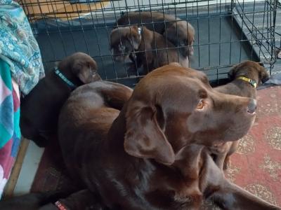 Chocolate Labrador puppies for sale in Mayo